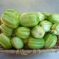 Richmond Green Cucumber Seeds Australia Main image