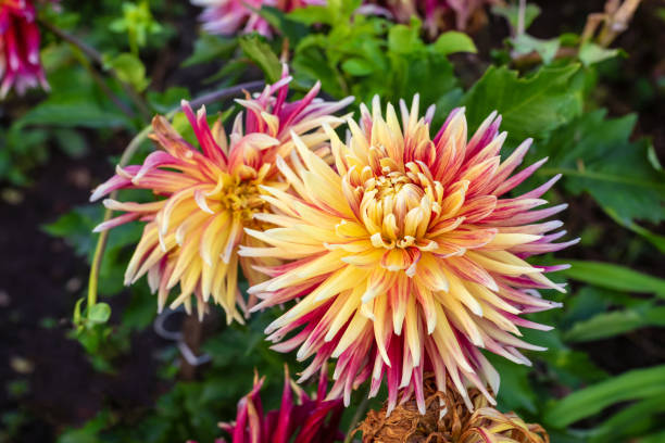 Cactus Dahlia seeds 