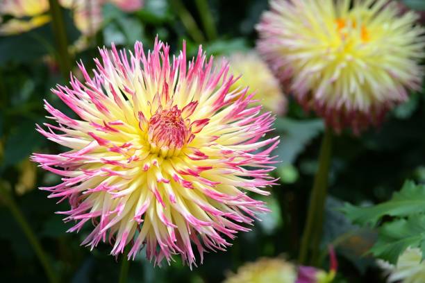 Dahlia Cactus Mixed Secondary image
