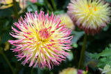 Grow Dahlia from seed 