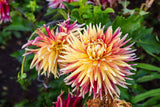 Cactus Dahlia seeds 