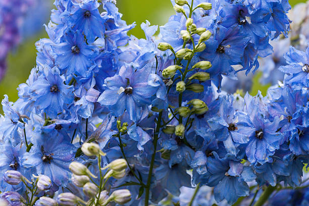 Delphinium seeds Australia Main image