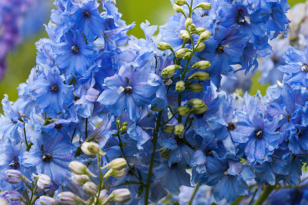 Delphinium seeds Australia