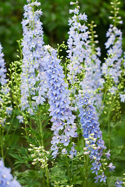 Delphinium seeds Tasmania