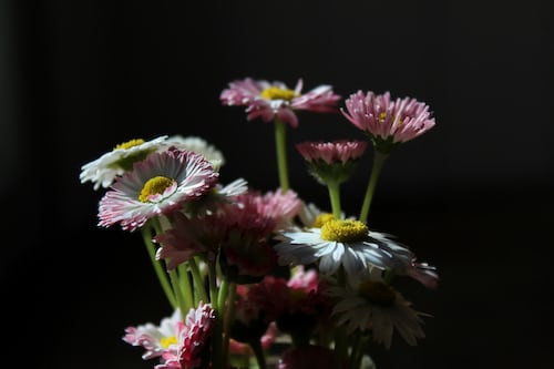 English Daisy seeds Tasmania