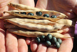 Bean Fort Portal **RARE LIMITED STOCK**