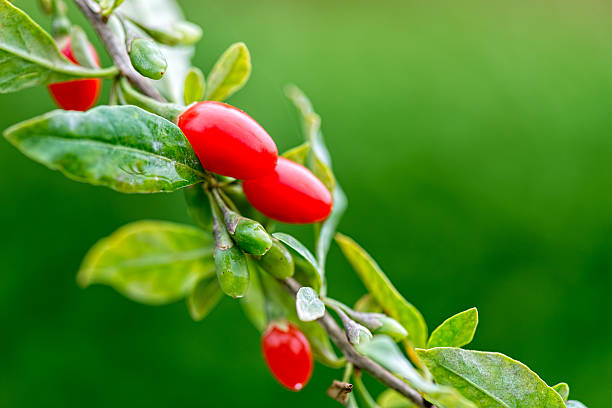 Goji Berry Secondary image