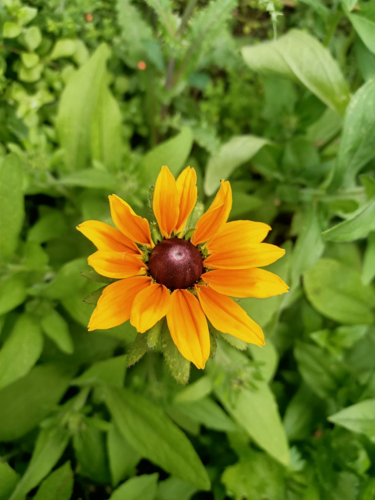 Black eyed susan- Rudbeckia Marmalade Secondary image