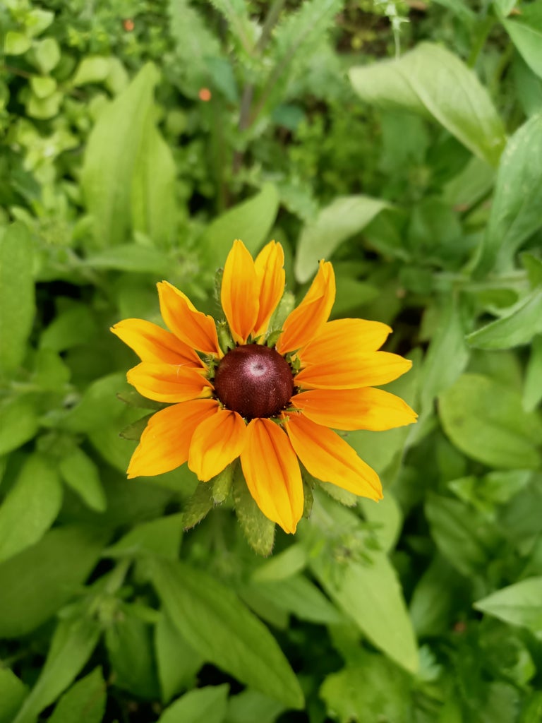 Black eyed susan- Rudbeckia Marmalade