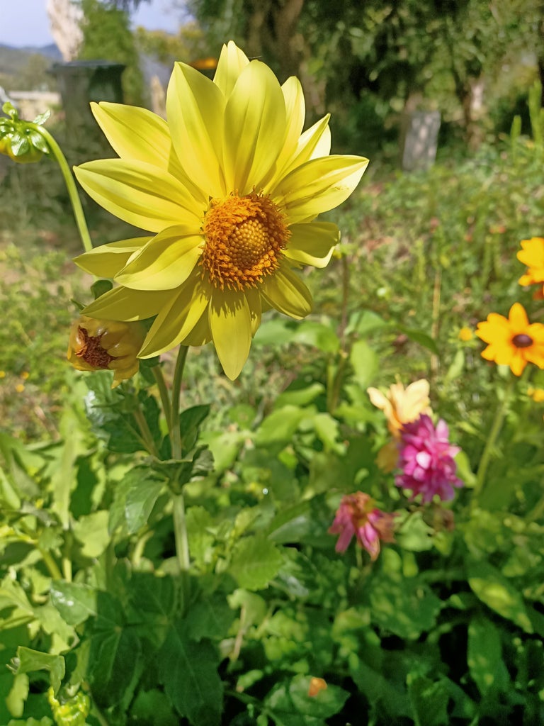 Dahlia unwins bedding mix