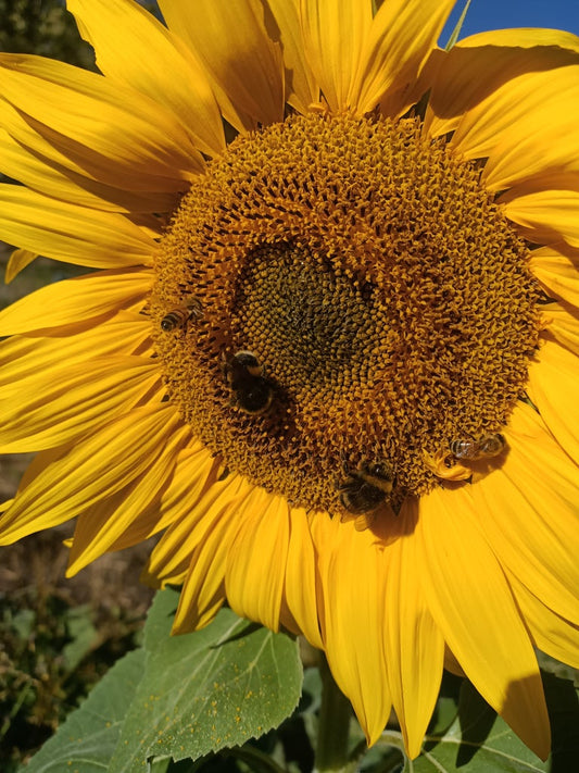 Mixed Sunflower Seeds
