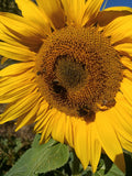 Mixed Sunflower Seeds