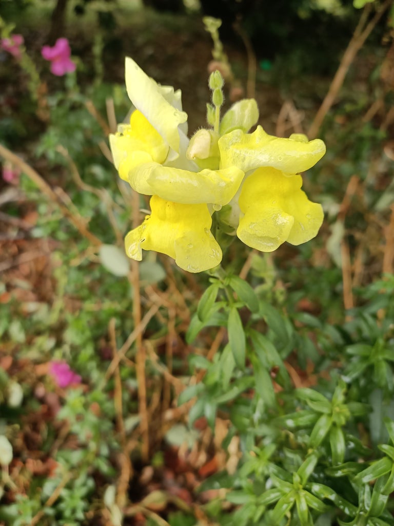 Snapdragon Mixed