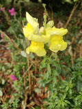 Snapdragon Mixed