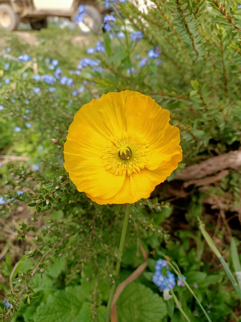 Icelandic poppy mixed