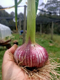 Organic Garlic bulb boxes