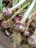 Organic Garlic bulb boxes
