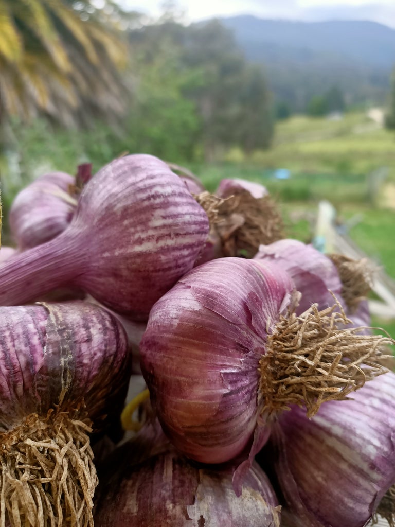 Organic Garlic bulb boxes Secondary image