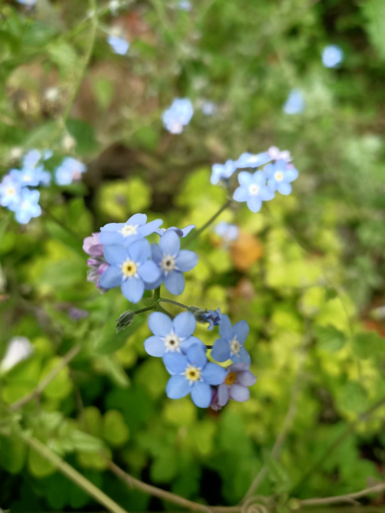 Forget me not seeds
