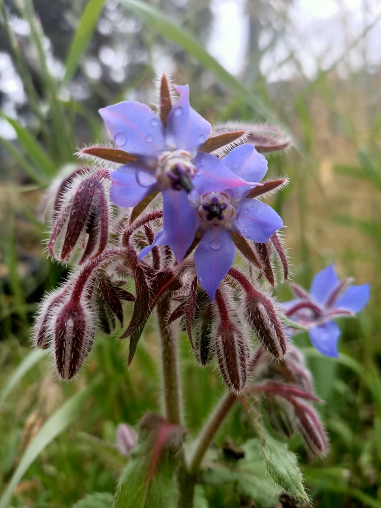 Borage seeds Secondary image