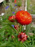 Everlasting Daisy Copper red