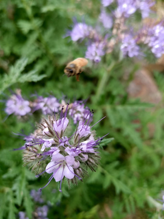 Flowers for bees Australian seed