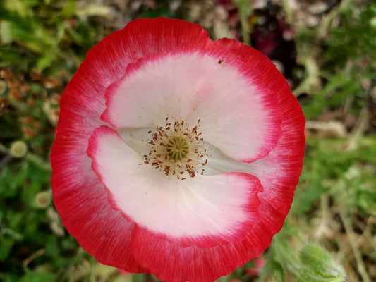 Mixed Poppy seeds