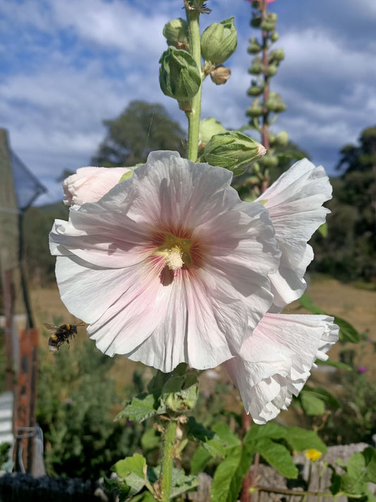 Holly hock seeds Tasmania 