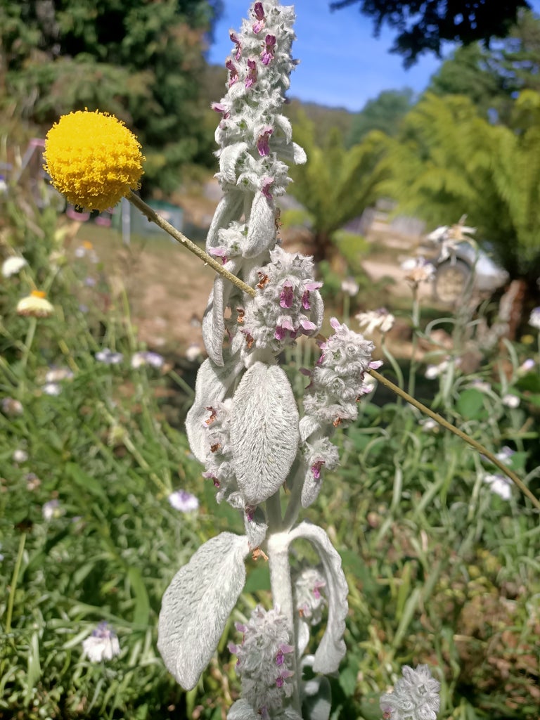 Lambs ear