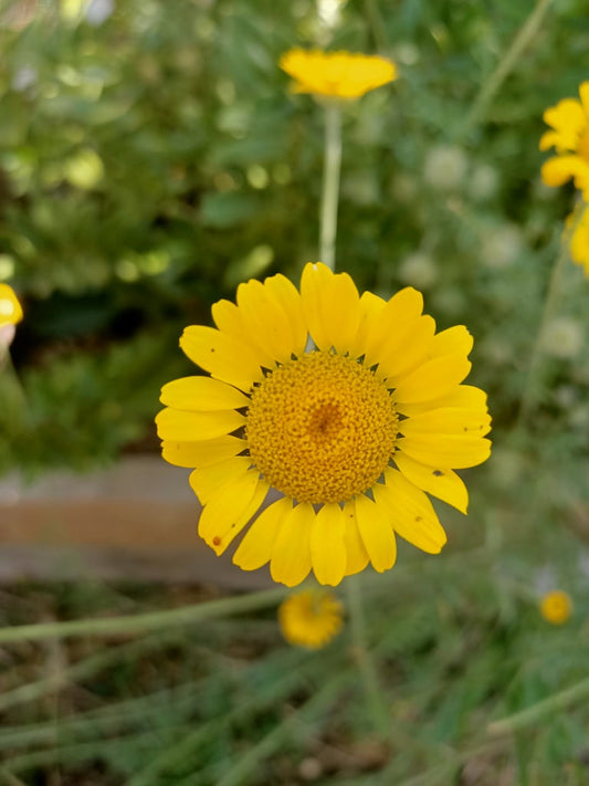 Tasmanian Flower seeds 
