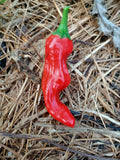 Mixed Chilli and Capsicum