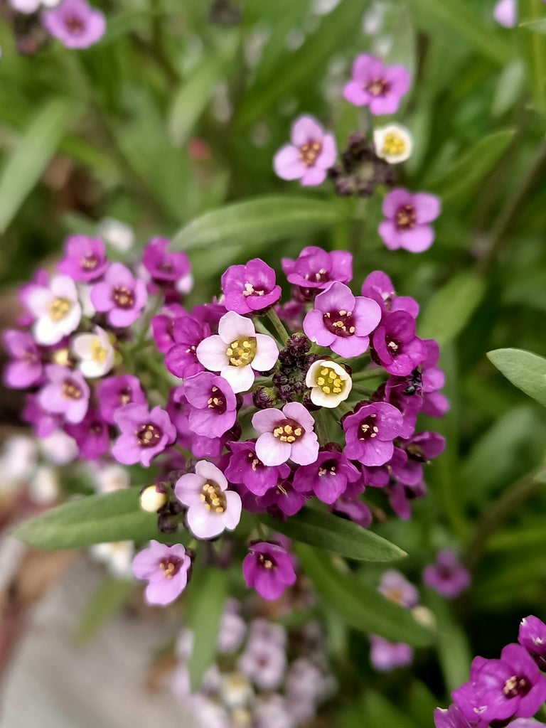 Alyssum violet queen seeds Australia Main image