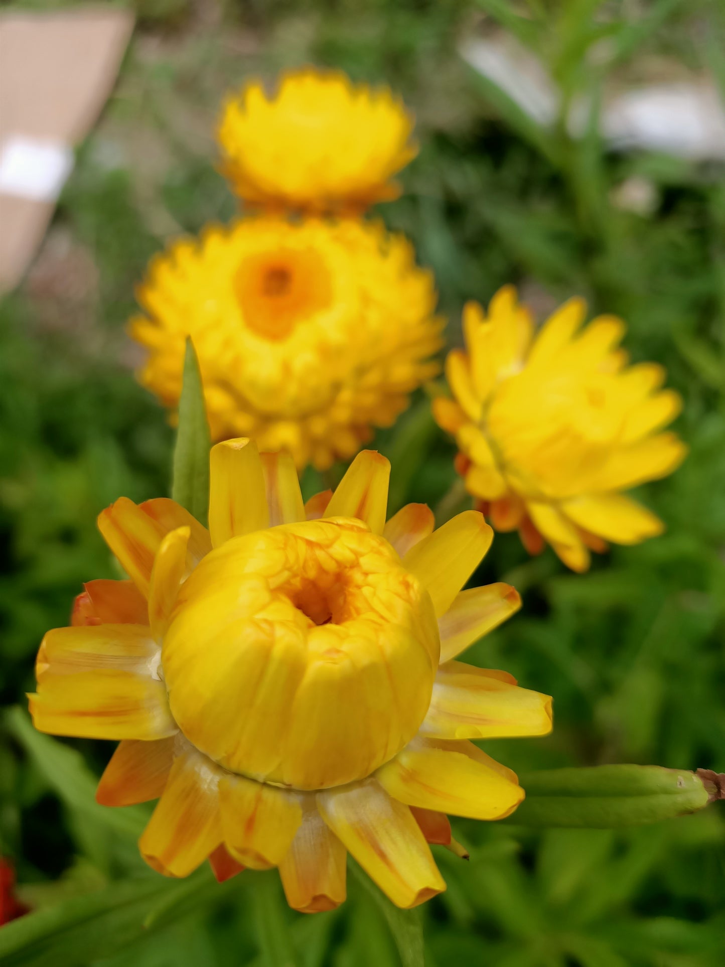 Mixed Everlasting Daisy