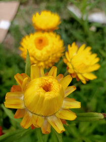 Mixed Everlasting Daisy