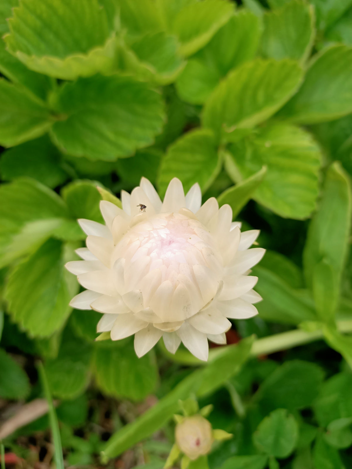 Mixed Everlasting Daisy