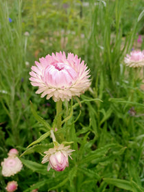 Mixed Everlasting Daisy