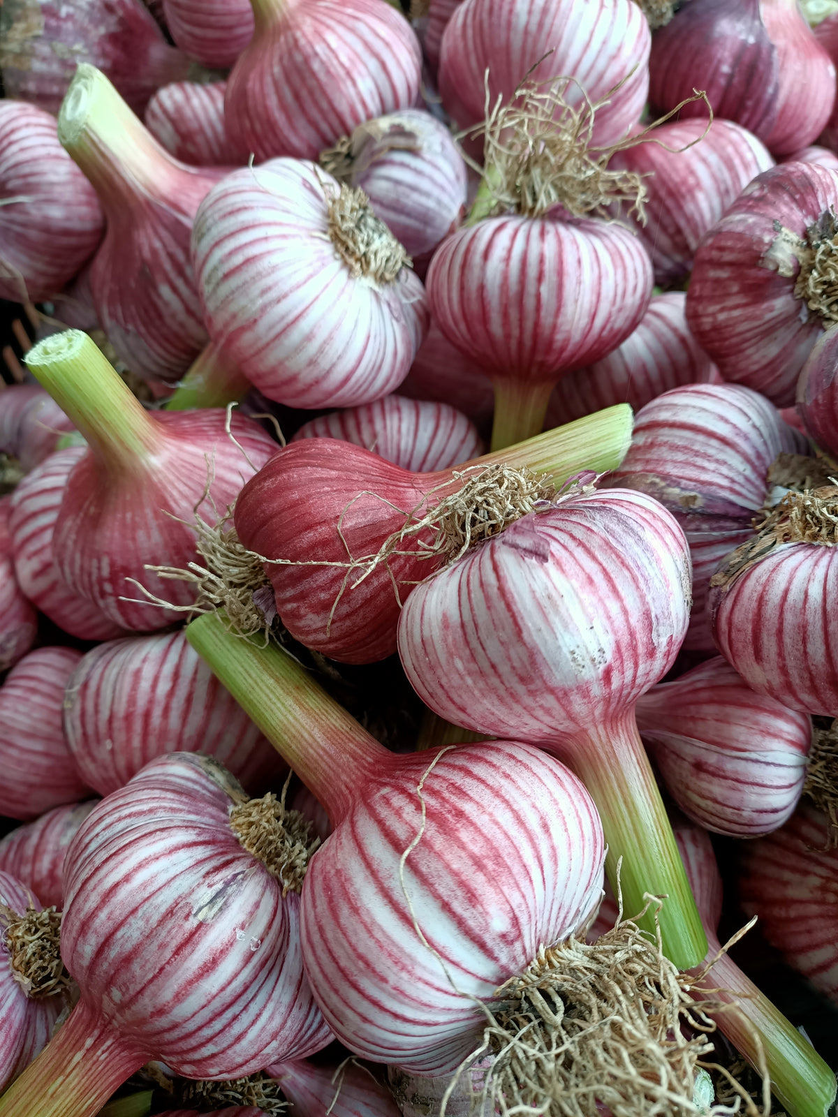 Tasmanian garlic direct from grower  Main image