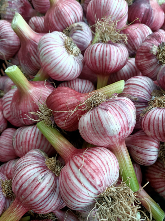 Tasmanian garlic direct from grower 