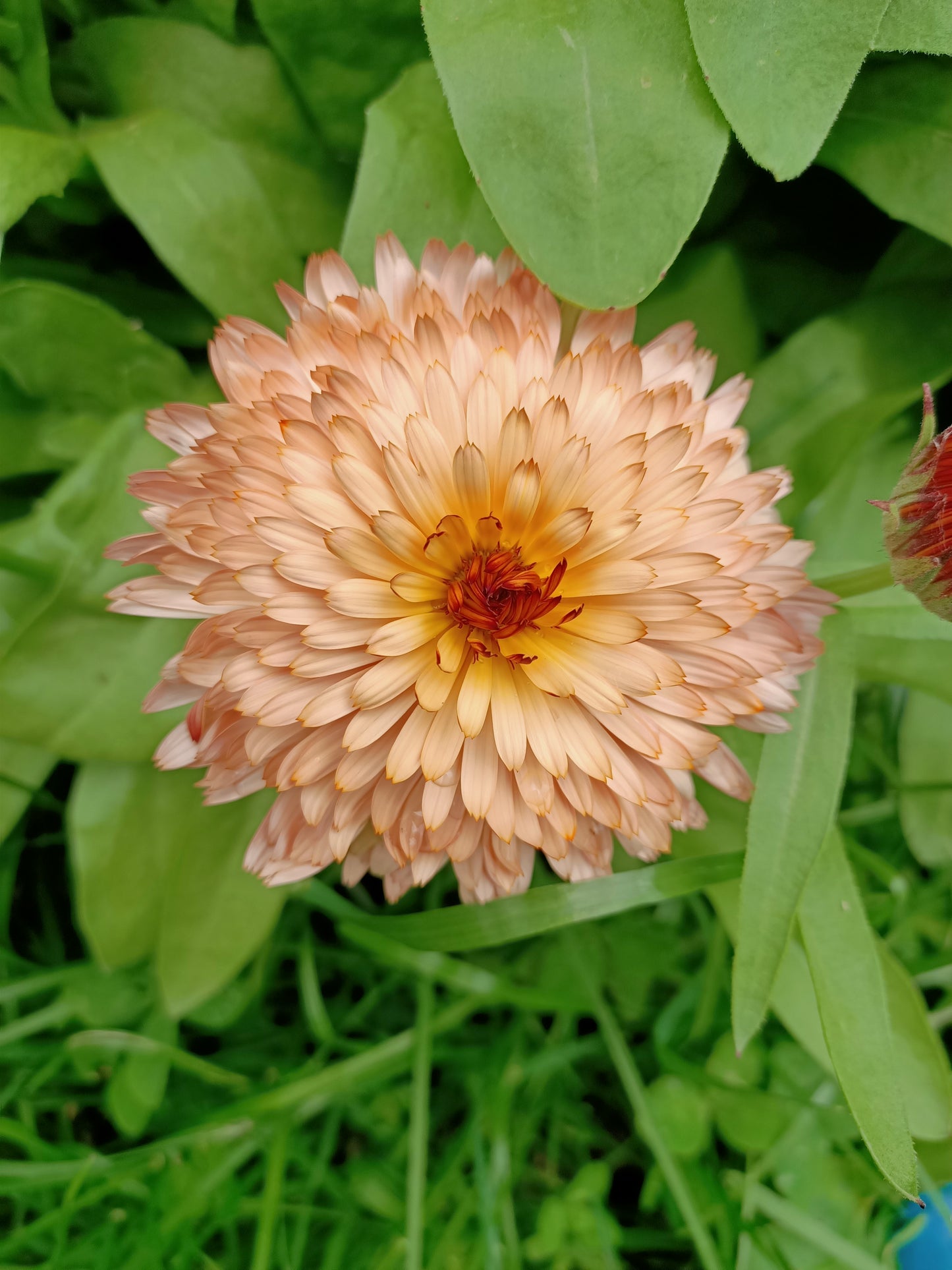 Calendula Orange Flash