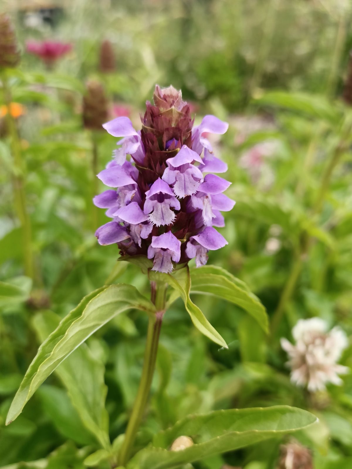Rare medicinal herb seeds Australia  Main image