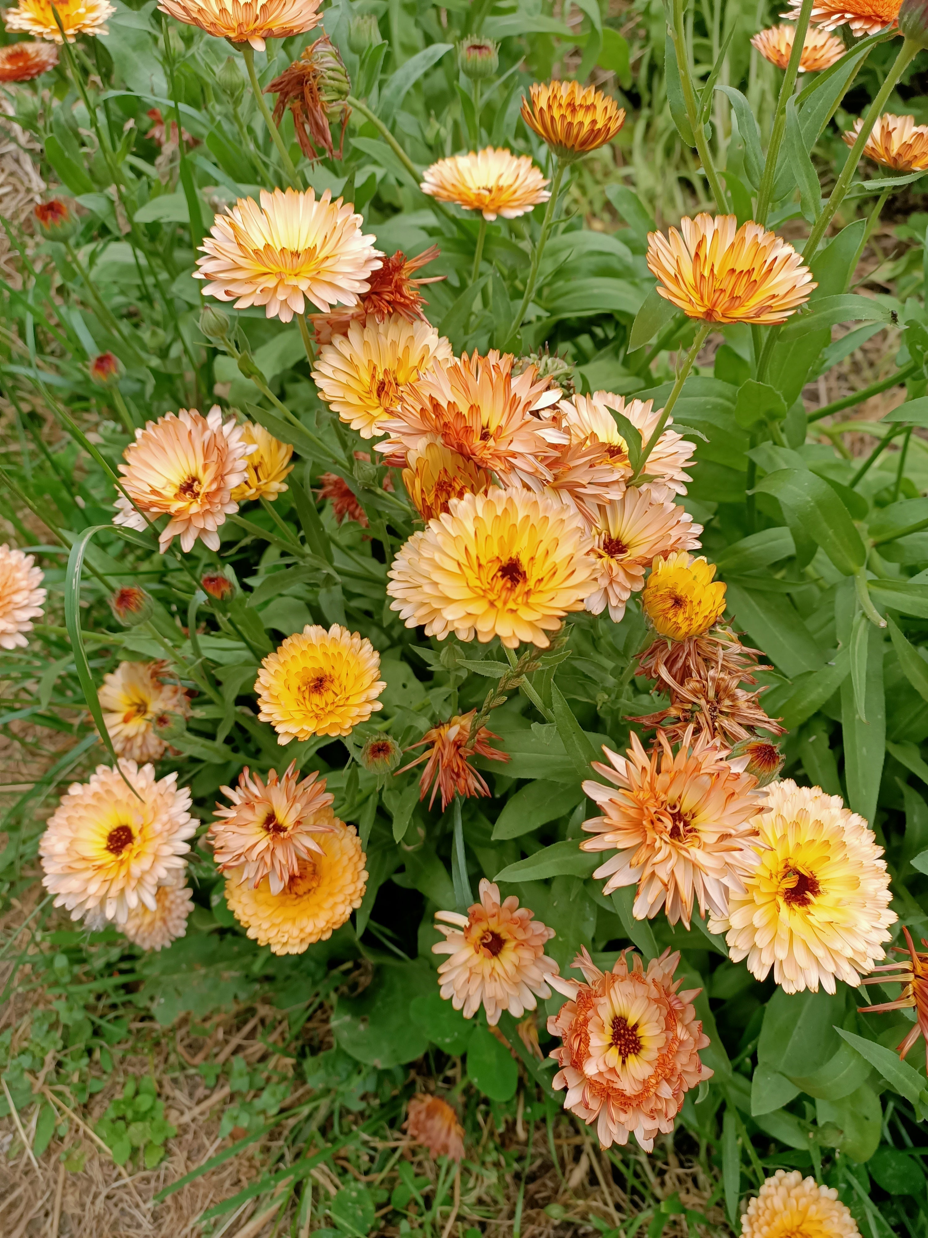 Calendula Orange Flash Secondary image