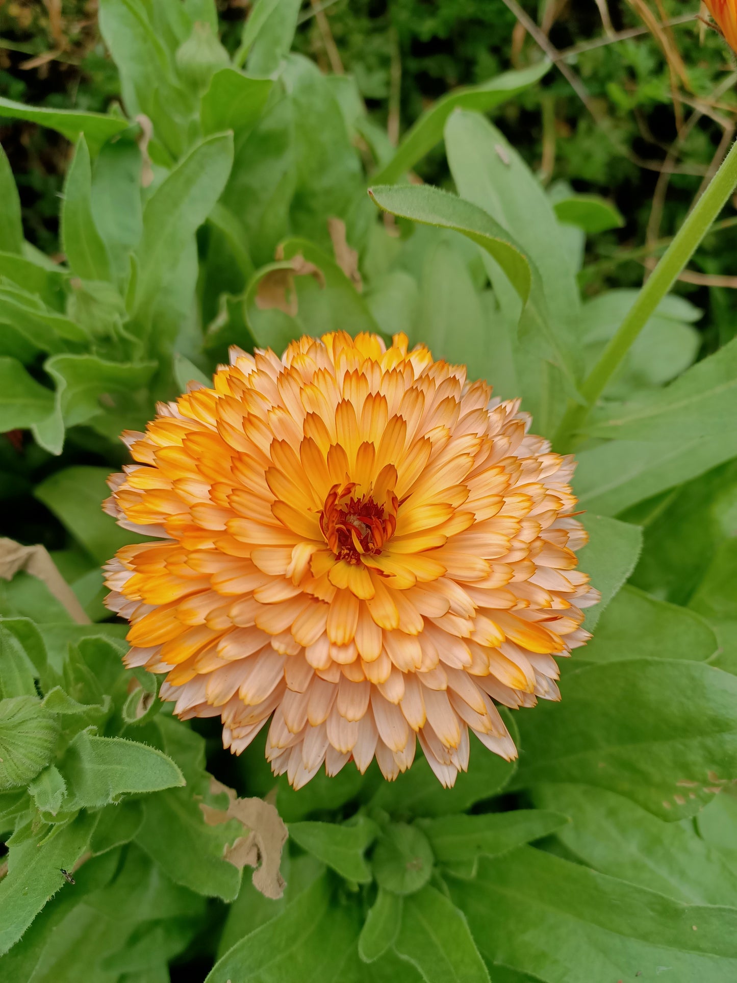 Calendula Orange Flash Tasmania