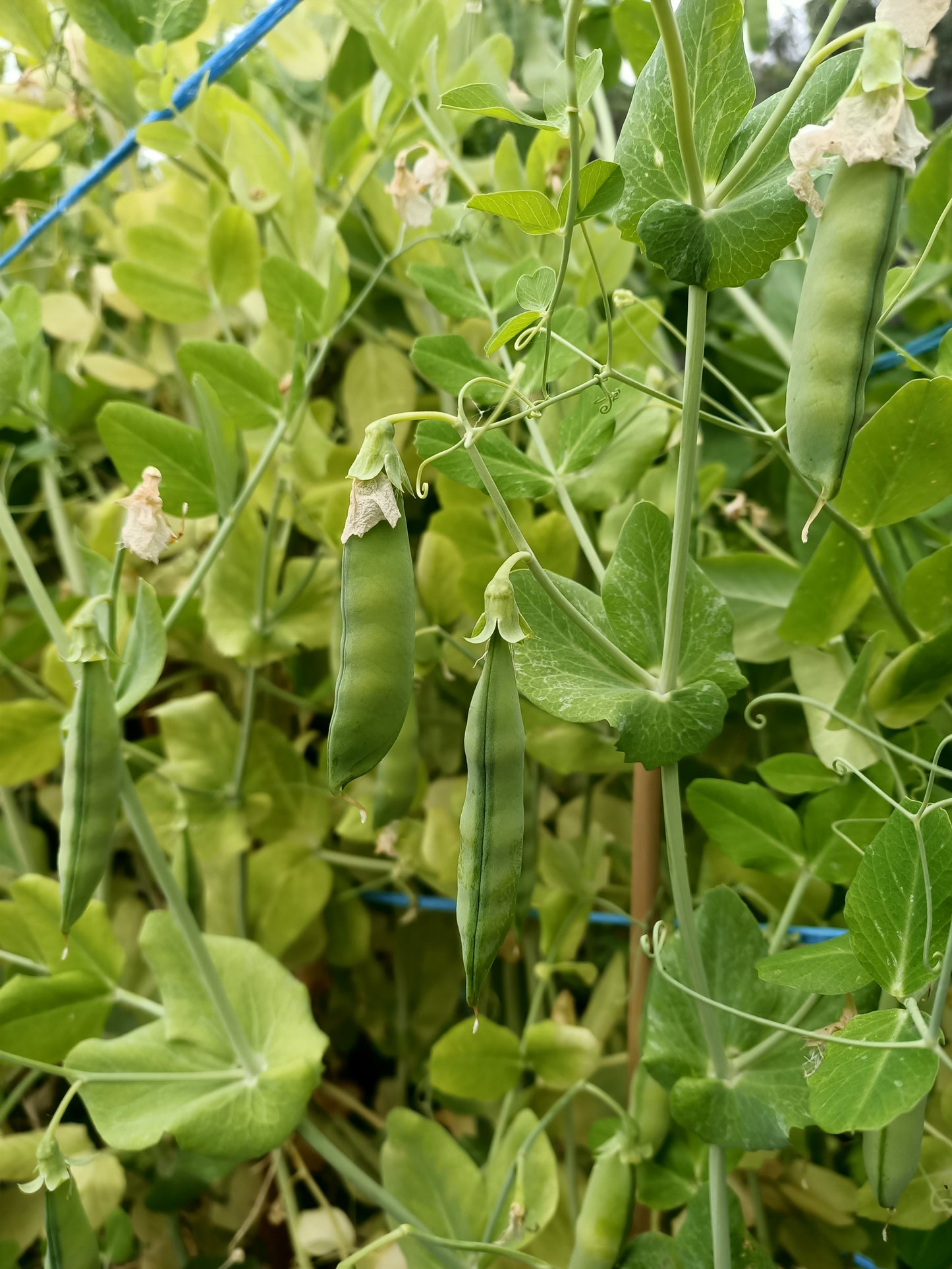 Spanish skyscraper pea seeds tasmania 