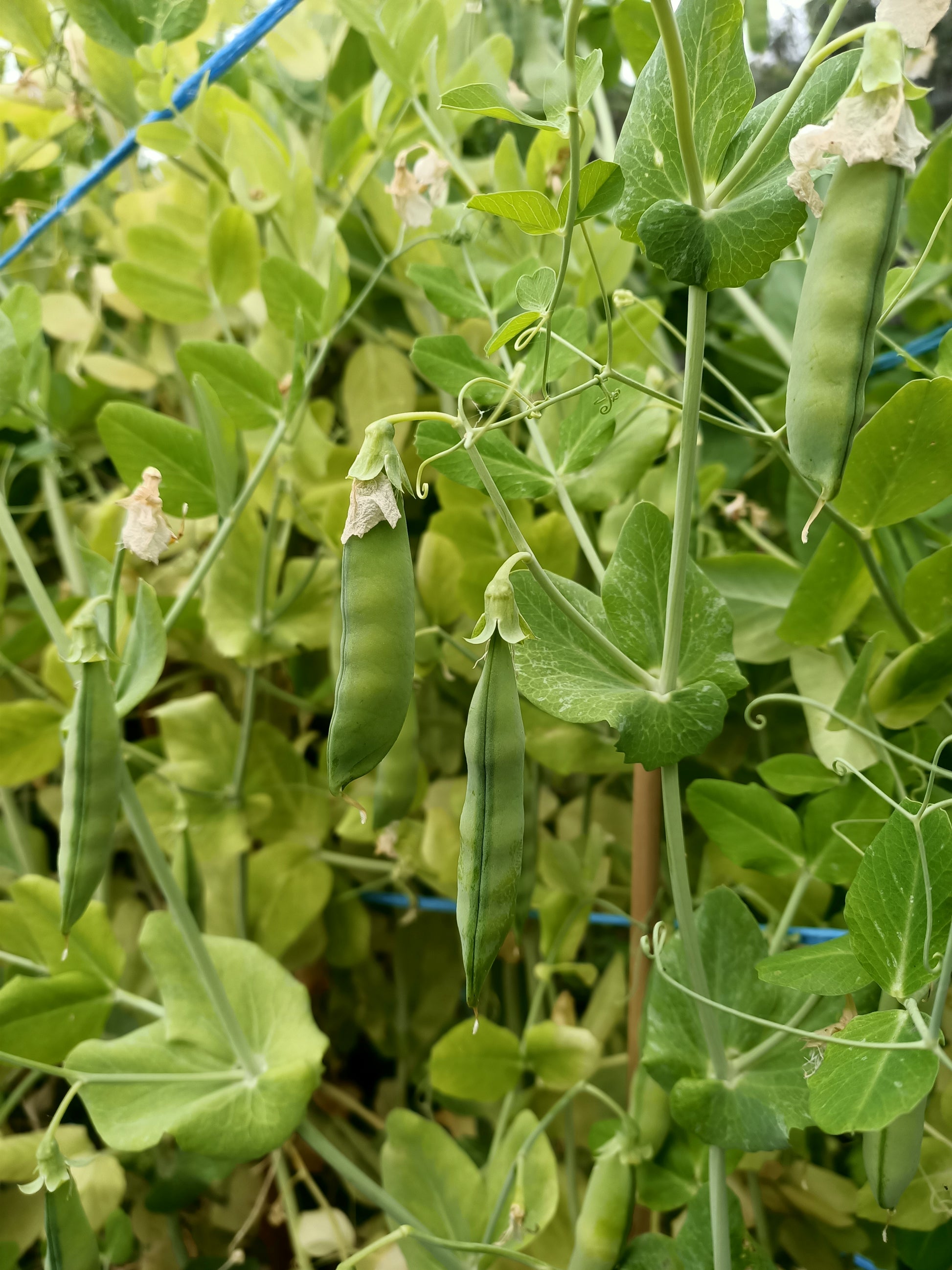 Spanish skyscraper pea seeds tasmania 
