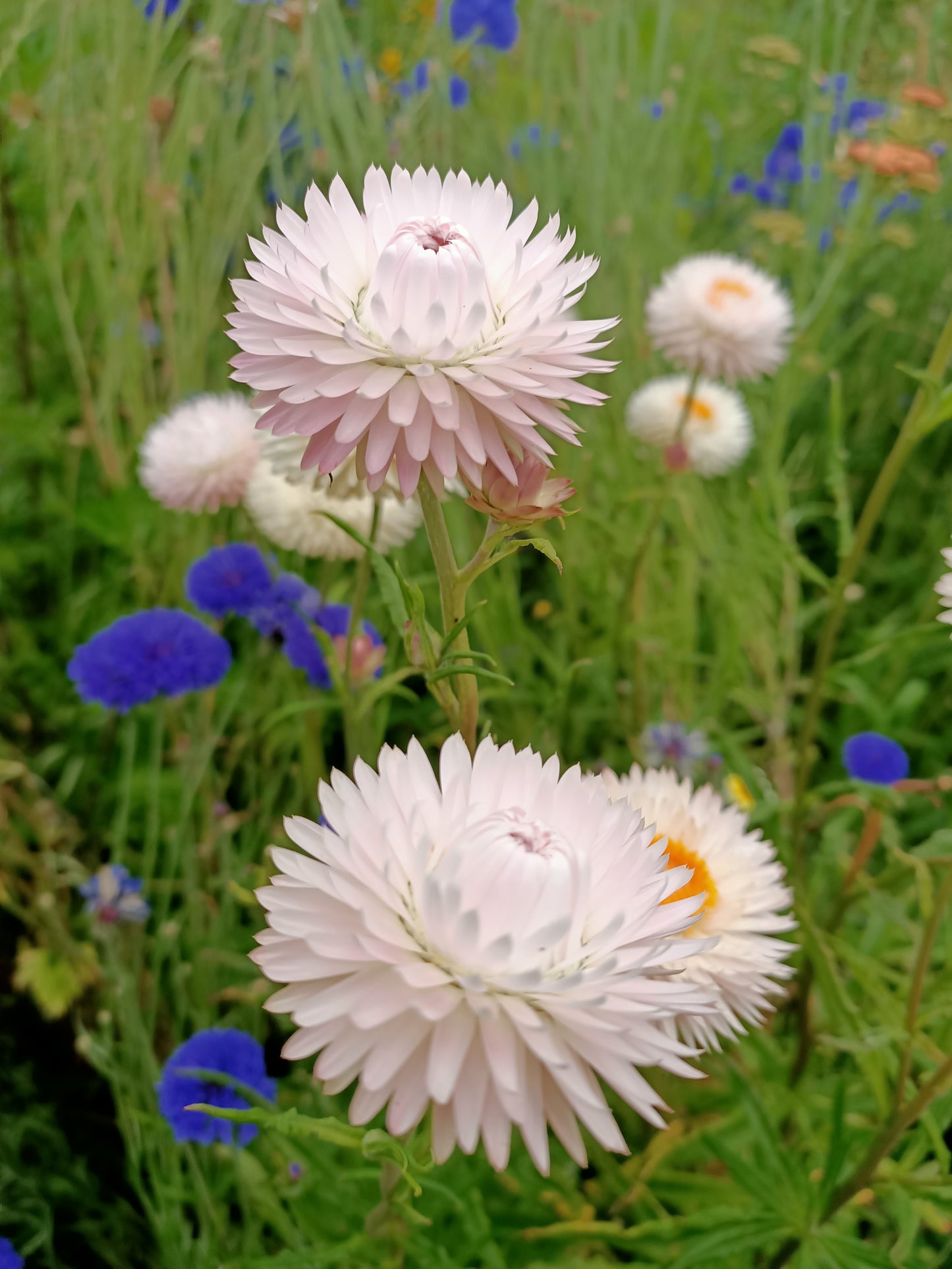 Mixed Everlasting Daisy