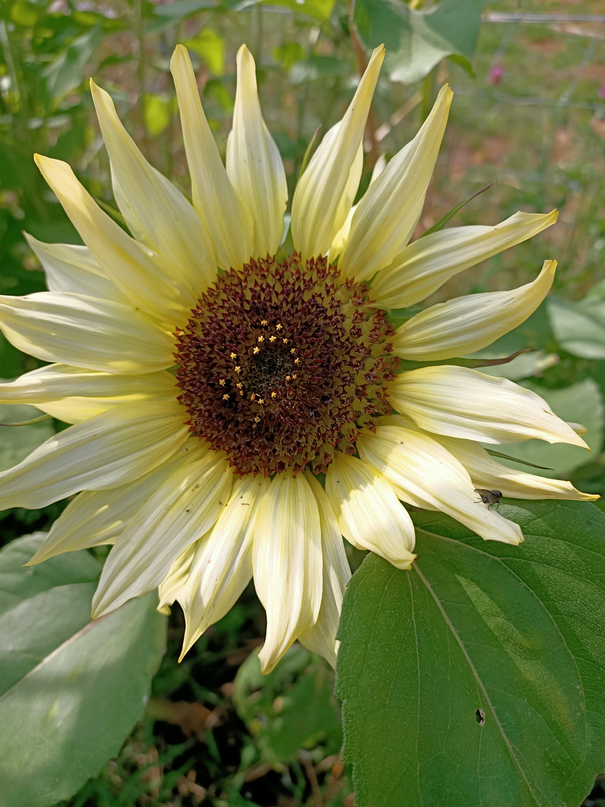 Sunflower Moonwalker Main image