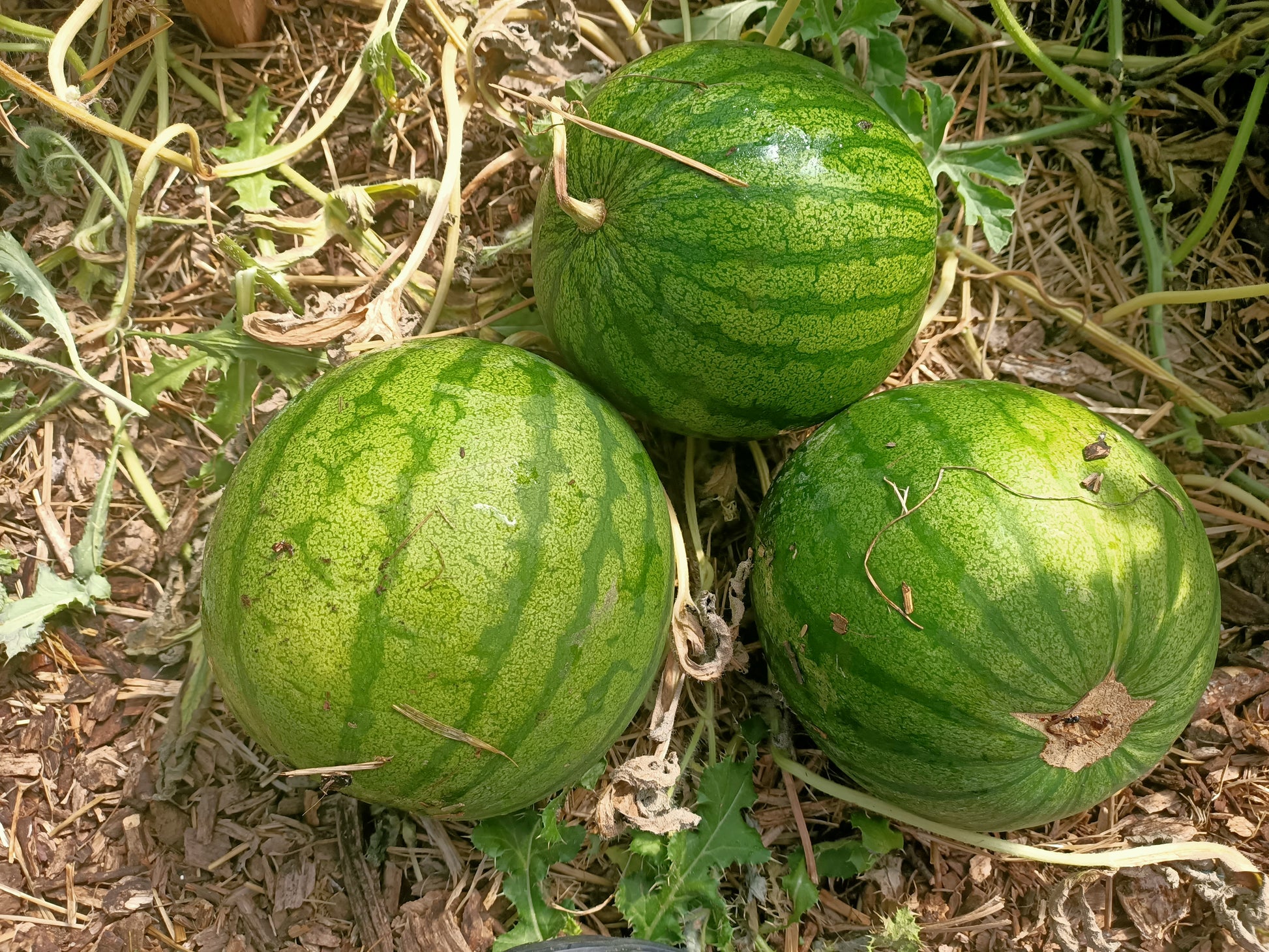 Watermelon Hamby seeds Tasmania