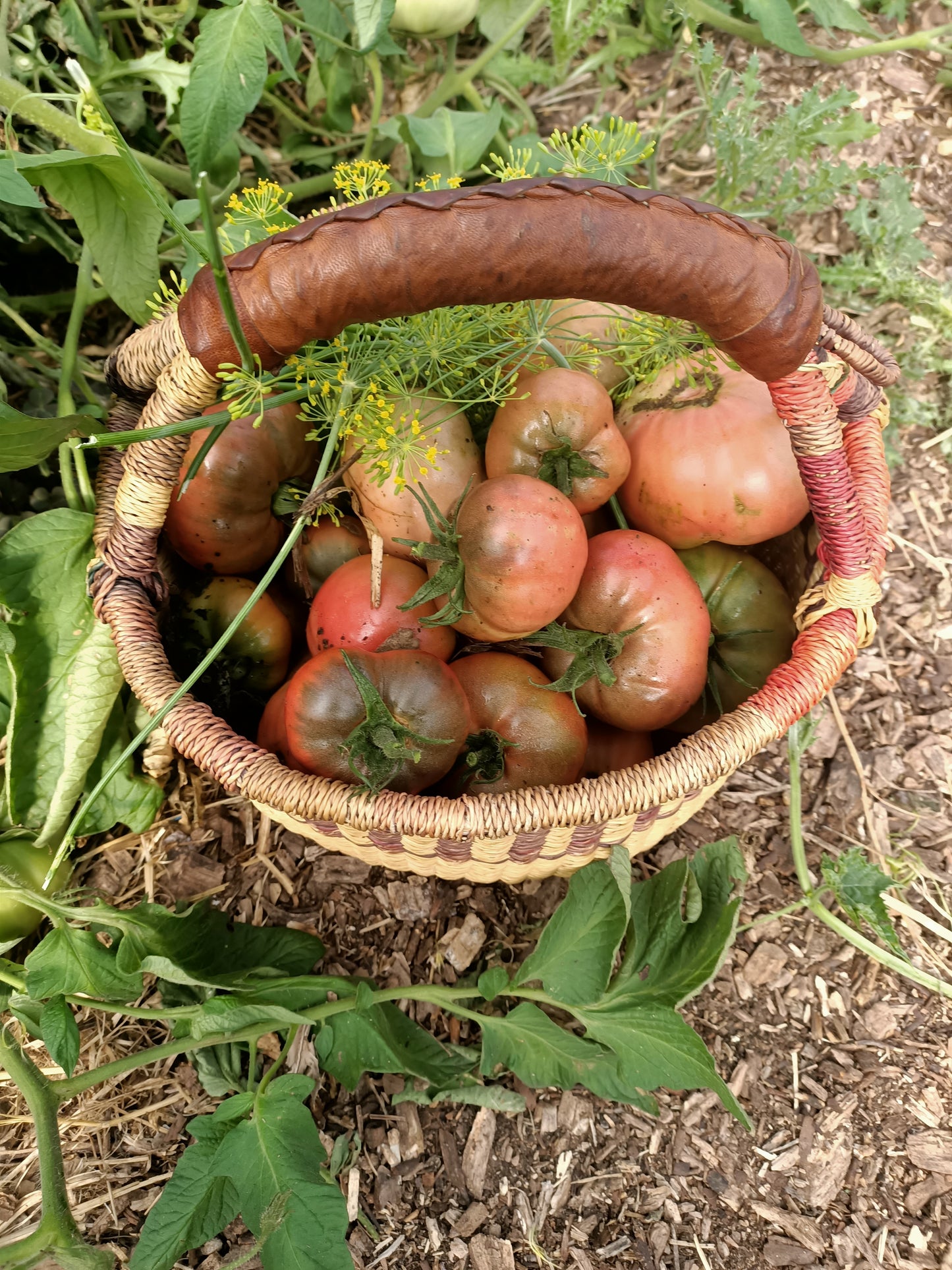 Carbon Tomato seed Australia 