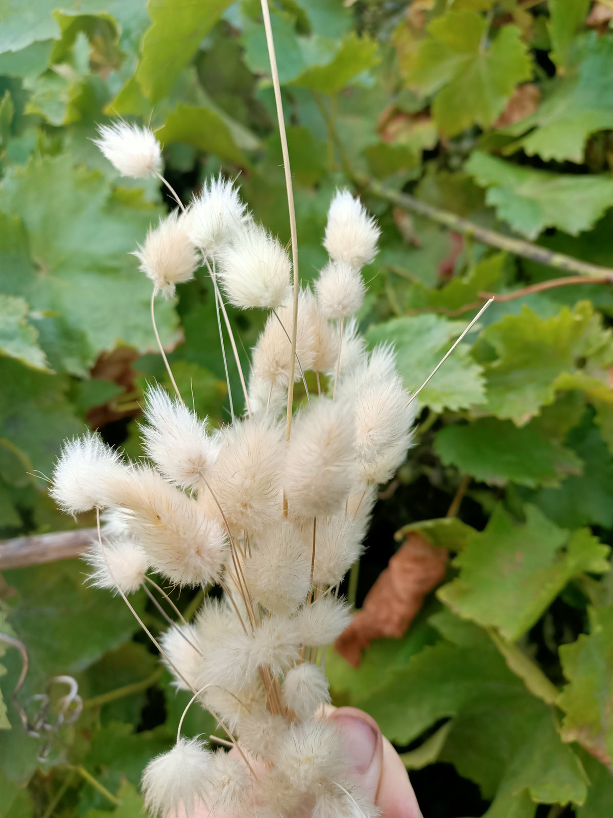 Bunny Tail Grass seeds Main image