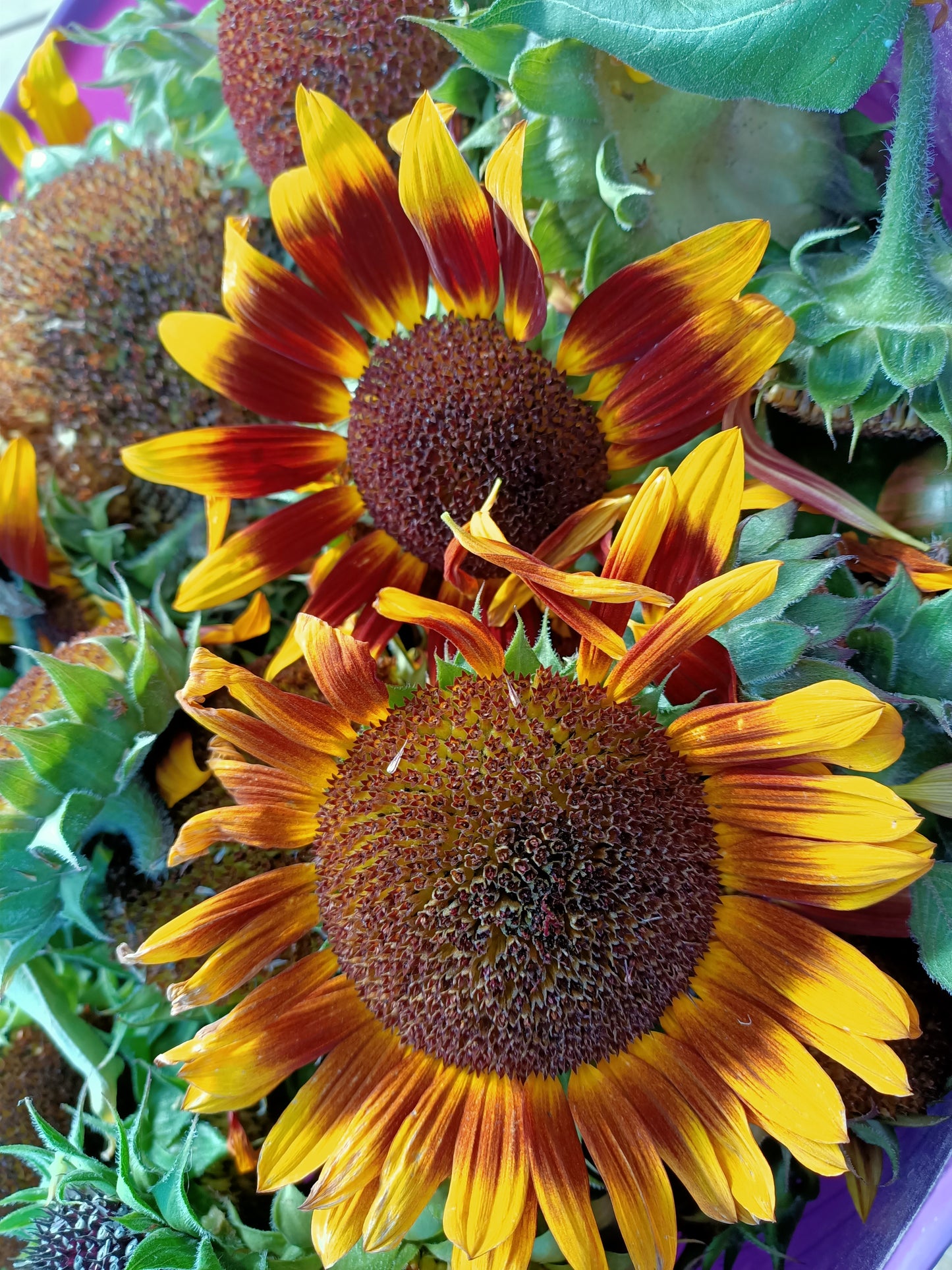 Sunflower seeds Tasmania 